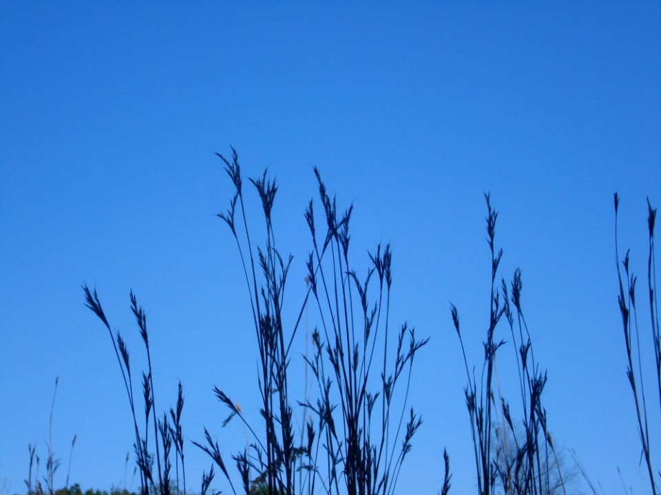 Sky Grass Branch Grass Family