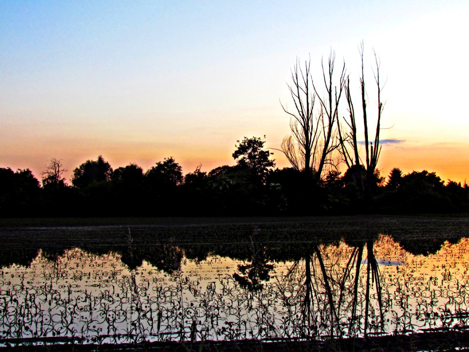 Reflection Sky Tree Dawn