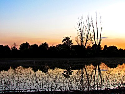 Reflection Sky Tree Dawn photo