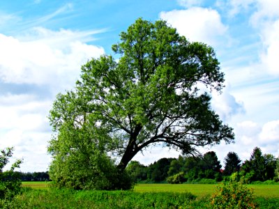 Tree Sky Woody Plant Nature