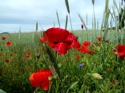 Ecosystem Flower Wildflower Field