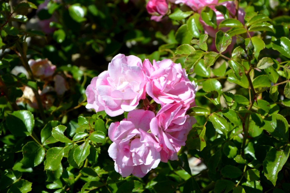 Rose Family Plant Rose Flower
