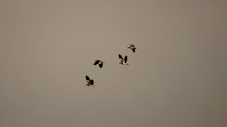 Sky Flock Bird Bird Migration photo