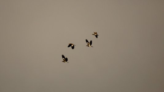 Sky Flock Bird Bird Migration