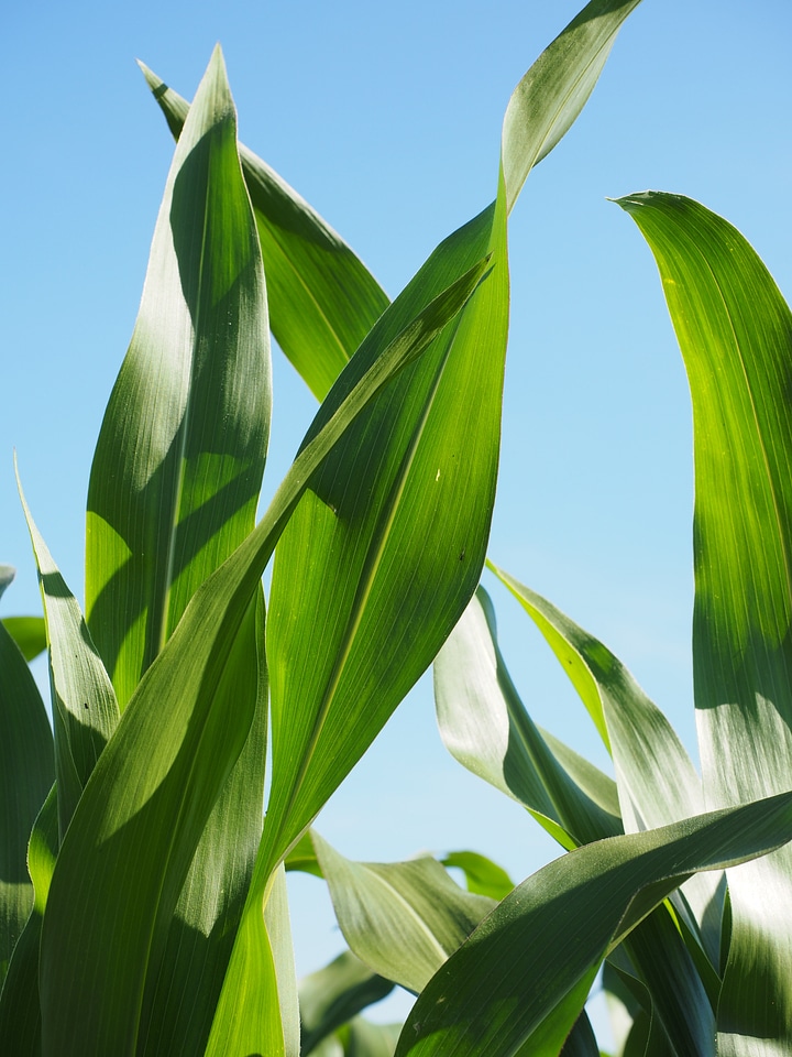 Green field agriculture photo