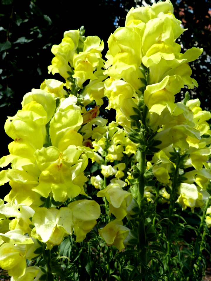 Flower Yellow Plant Flora