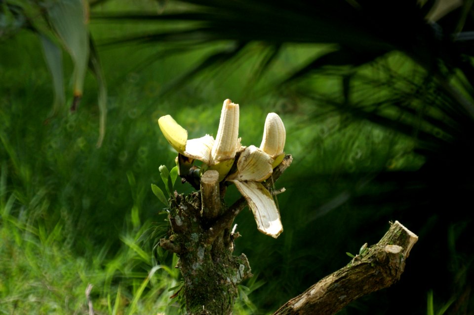 Plant Flora Flower Wildflower
