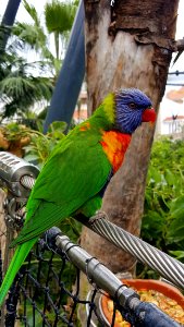 Bird Parrot Fauna Beak photo