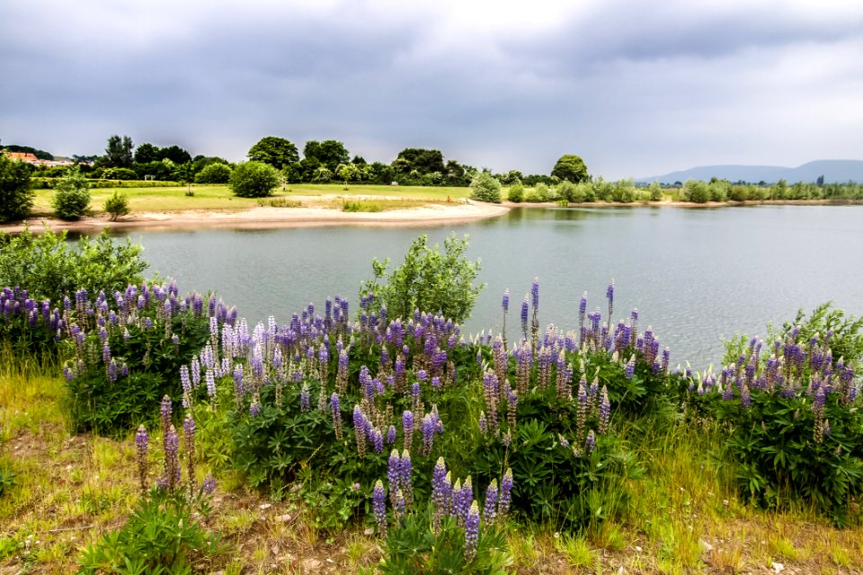 Flower Vegetation Nature Reserve Water