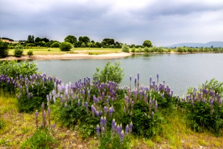 Flower Vegetation Nature Reserve Water