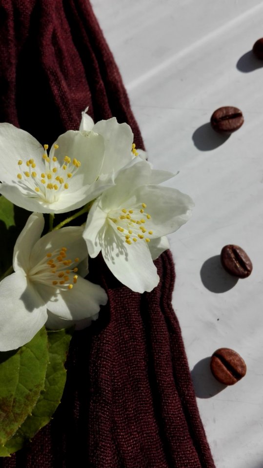 Flower White Flora Plant
