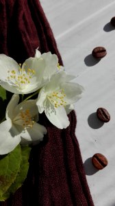 Flower White Flora Plant