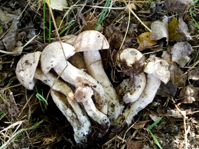 Fungus Mushroom Edible Mushroom Agaricomycetes photo