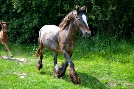 Horse Horse Like Mammal Fauna Mare