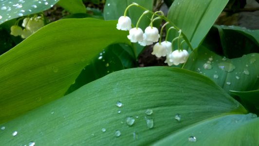 Water Green Leaf Flora