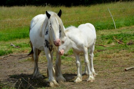 Horse Mare Horse Like Mammal Pasture photo