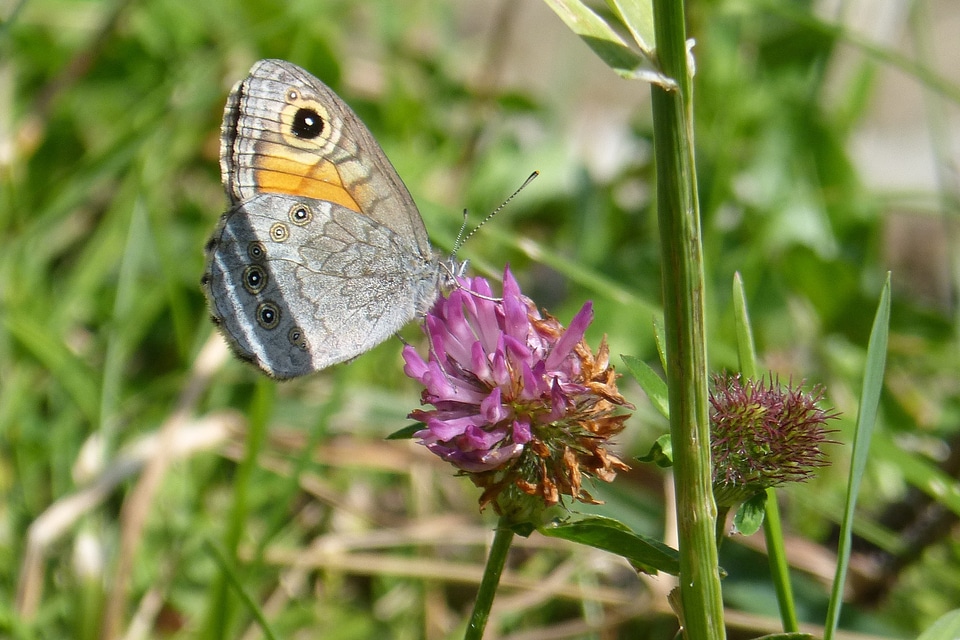 Lasiommata maera red clover underside of wings