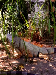 Iguana Fauna Reptile Scaled Reptile