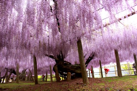 Tree Plant Woody Plant Purple