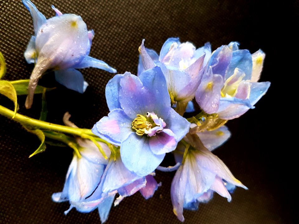 Flower Blue Flora Flowering Plant