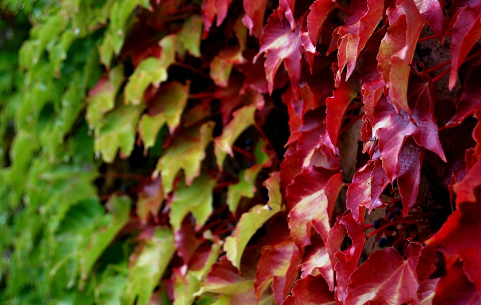 Leaf Autumn Plant Deciduous