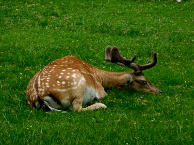 Wildlife Deer Fauna Nature Reserve