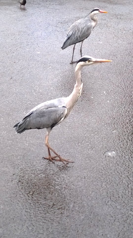 Bird Fauna Beak Seabird