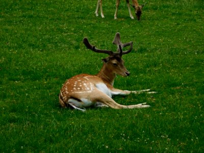 Wildlife Deer Fauna Mammal photo