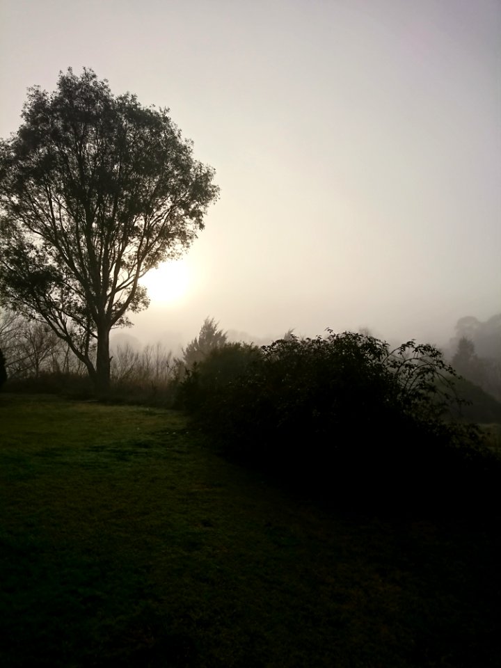 Tree Sky Mist Woody Plant