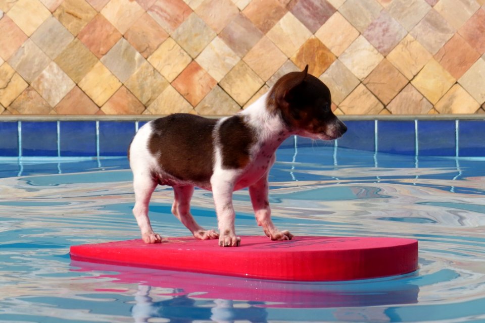 Dog Dog Like Mammal Dog Breed Rat Terrier