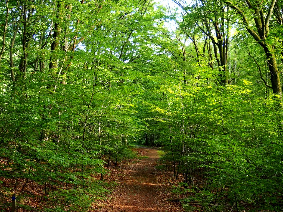 Vegetation Woodland Ecosystem Nature Reserve