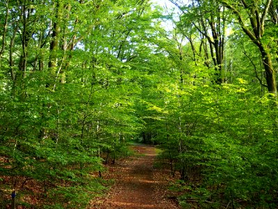 Vegetation Woodland Ecosystem Nature Reserve