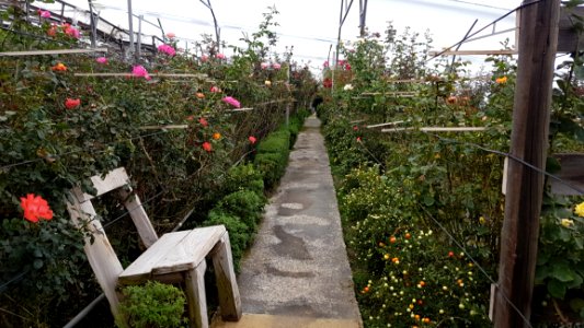 Plant Flower Flora Walkway