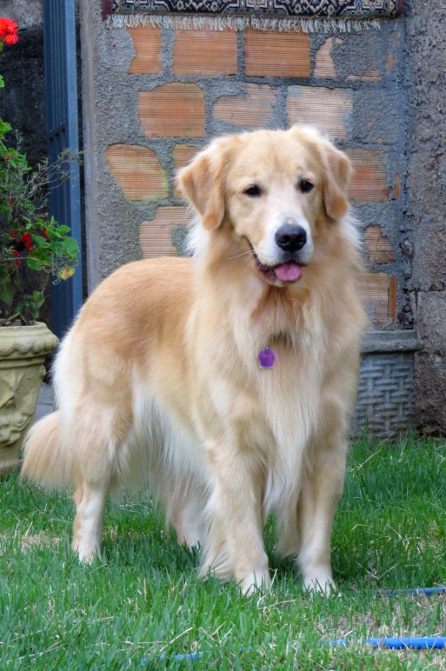 Dog Golden Retriever Dog Breed Dog Like Mammal