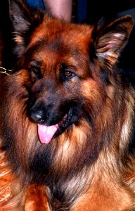 Dog Old German Shepherd Dog Dog Like Mammal Dog Breed photo