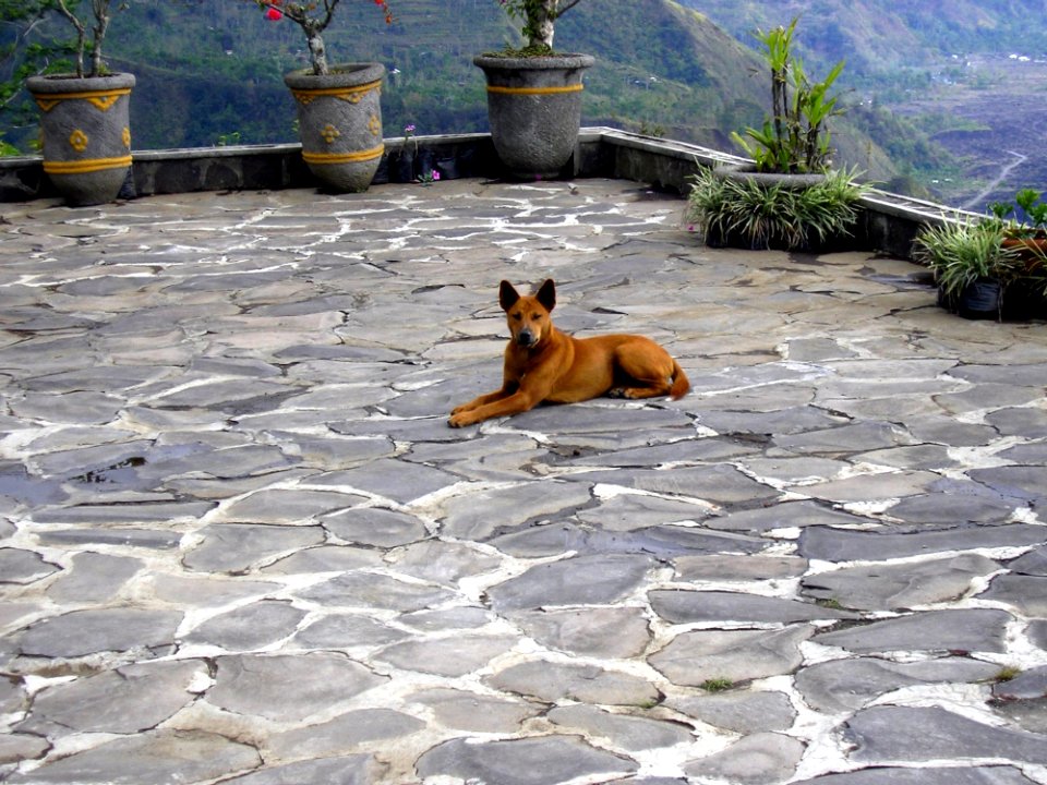Dog Dog Like Mammal Street Dog Dog Breed Group