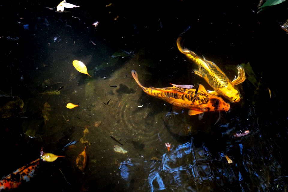 Water Koi Fish Pond Marine Biology