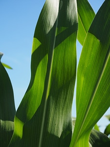 Green field agriculture photo