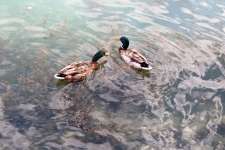 Duck Bird Water Fauna photo