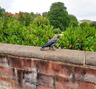 Bird Fauna Wall Tree