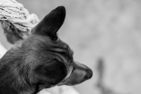 Dog Like Mammal Black And White Black Dog Breed