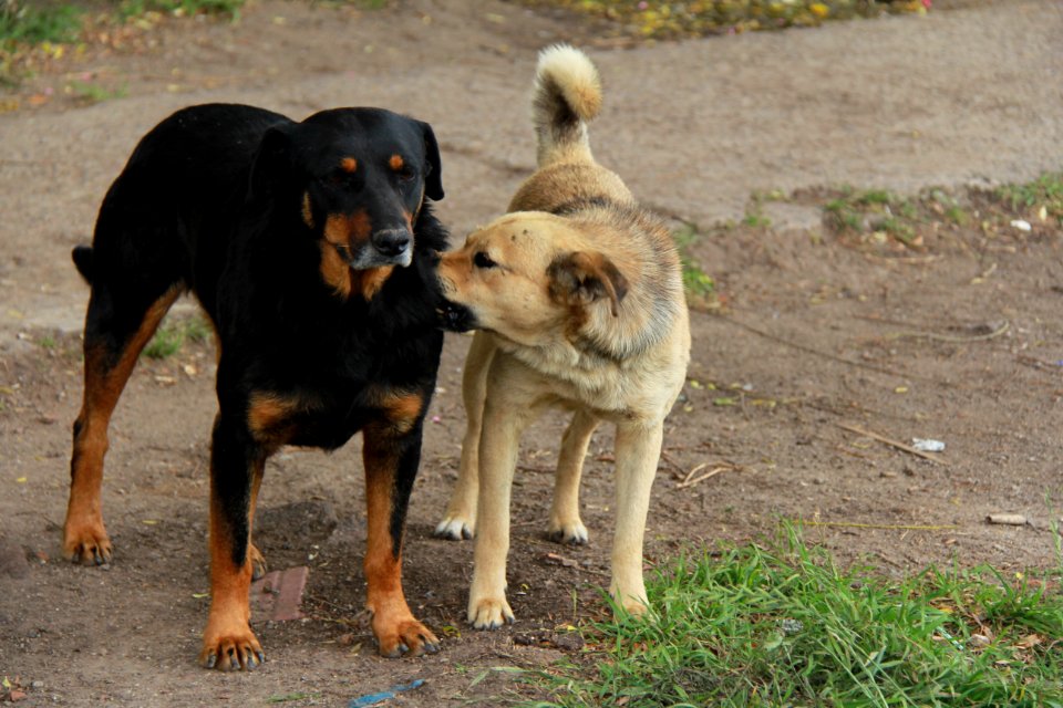 Dog Dog Like Mammal Dog Breed Dog Breed Group photo