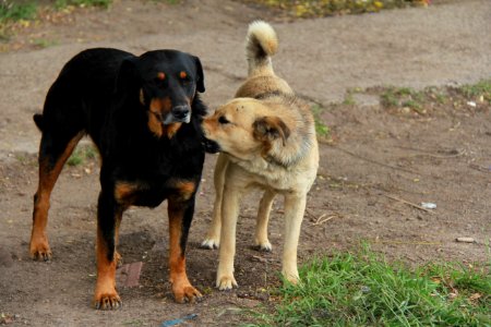 Dog Dog Like Mammal Dog Breed Dog Breed Group