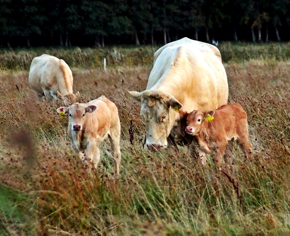 Cattle Like Mammal Pasture Ecosystem Grazing