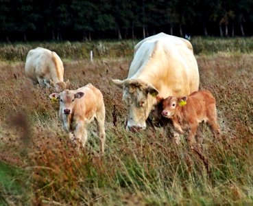 Cattle Like Mammal Pasture Ecosystem Grazing