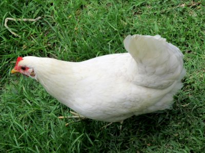 Chicken Bird Galliformes Beak photo