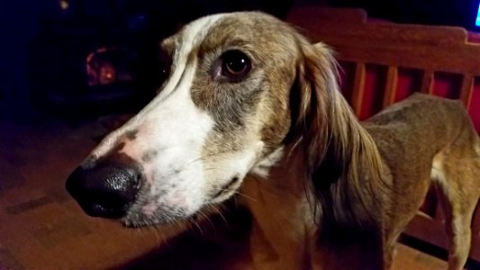 Dog Breed Dog Saluki Snout photo