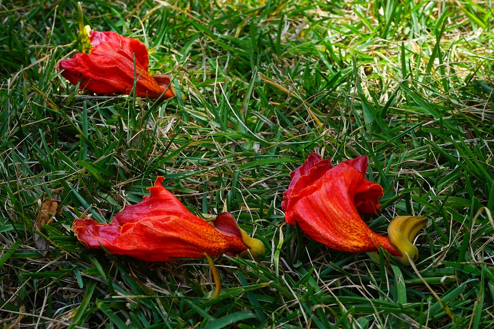 Spathodea campanulata bignoniaceae plants bignoniaceae