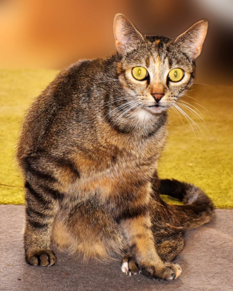 Cat Dragon Li Tabby Cat Whiskers
