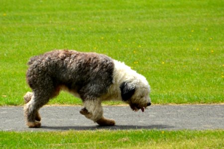 Dog Breed Dog Like Mammal Dog Grass